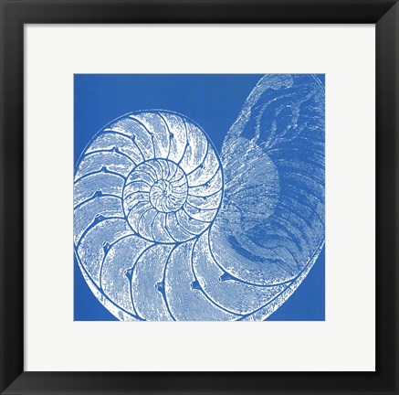 Framed Saturated Shells IV Print
