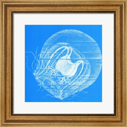 Framed Saturated Sealife IV Print