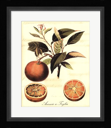 Framed Custom Tuscan Fruits III (AO) Print