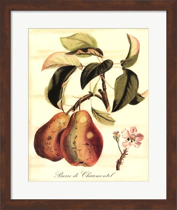 Framed Custom Tuscan Fruits IV (AO) Print