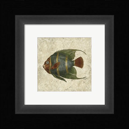 Framed Angel Fish I Print