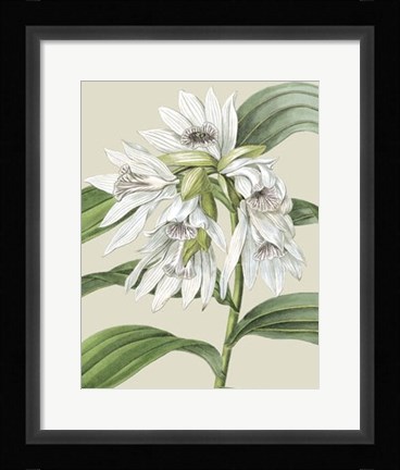 Framed Orchid Blooms III Print