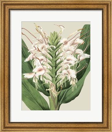 Framed Orchid Blooms IV Print