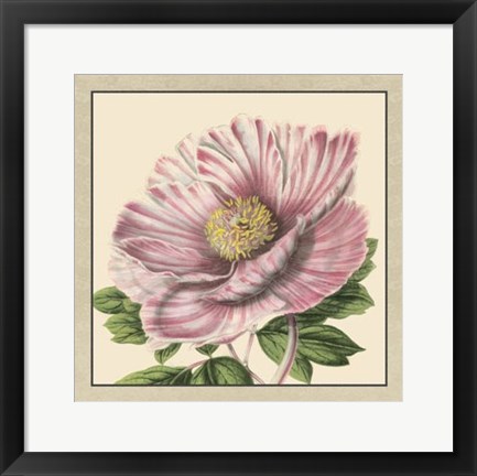 Framed Peony Collection II Print
