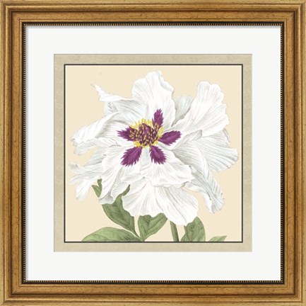 Framed Peony Collection IV Print