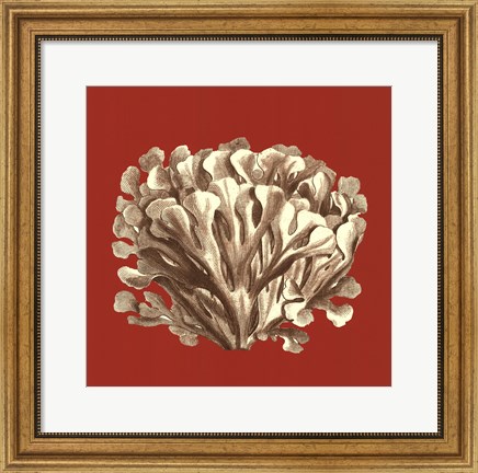 Framed Coral on Red III Print