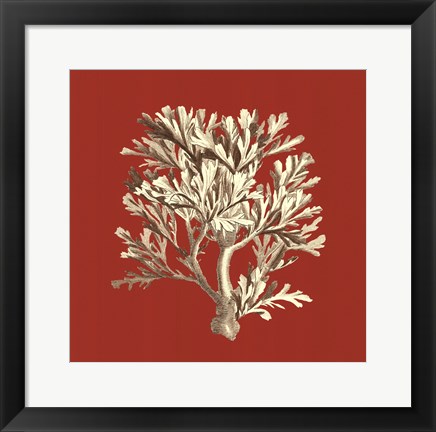 Framed Coral on Red IV Print