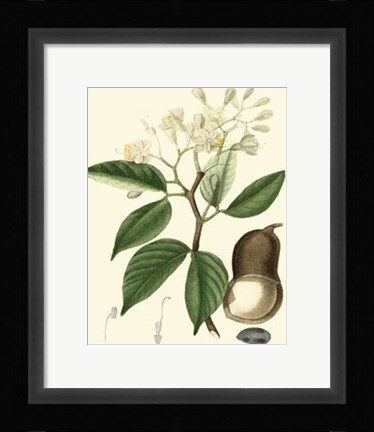 Framed Tropicals I Print