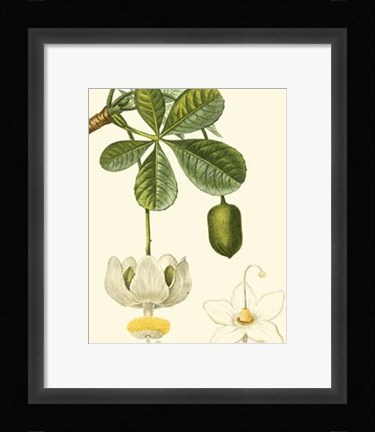 Framed Tropicals II Print