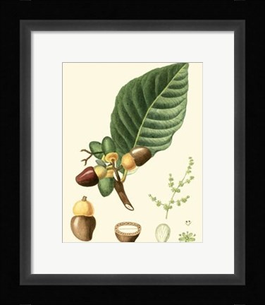 Framed Tropicals V Print