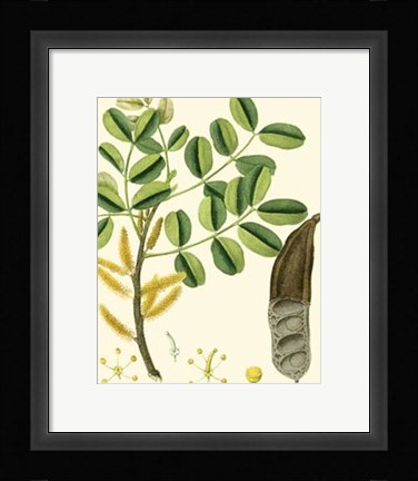 Framed Turpin Tropicals VI Print