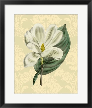 Framed Magnolia with background (A) Print