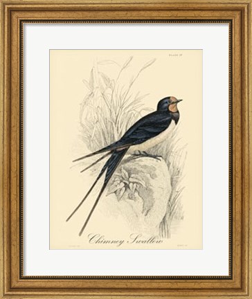 Framed Printed Chimney Swallow (A) Print