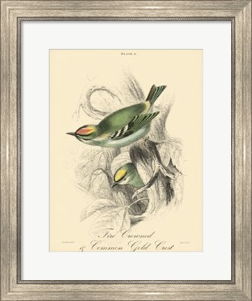 Framed Printed Fire-Crowned Crest (A) Print