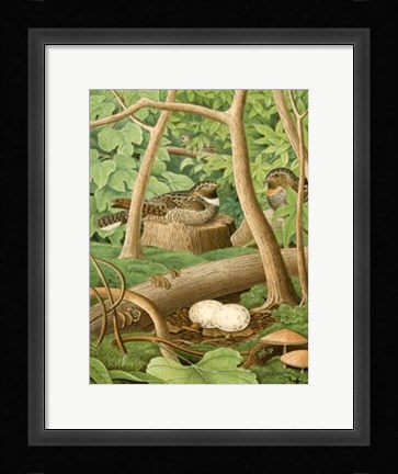 Framed Whippoorwill Print