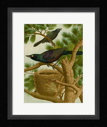 Framed Purple Grackle Print