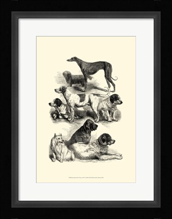 Framed International Show Dogs, 1863  II Print