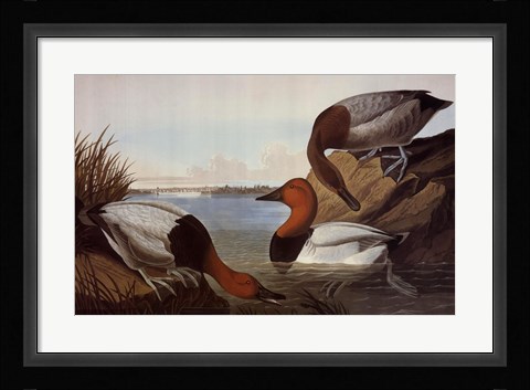 Framed Canvas Backed Duck Print