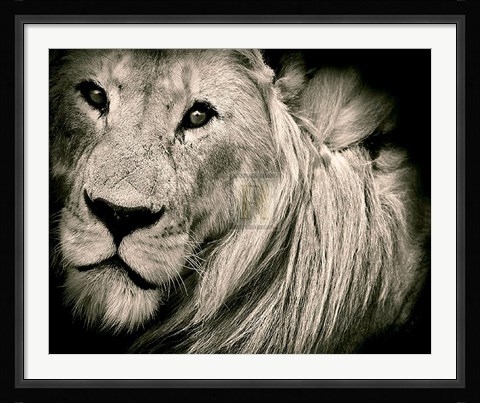 Framed Mane Event Print