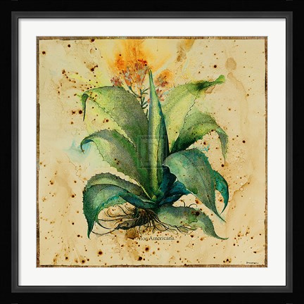 Framed Aloe IV Print