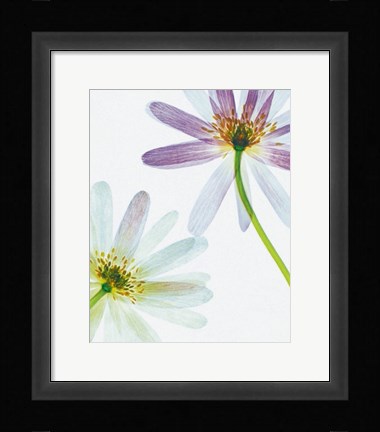 Framed Translucence Print