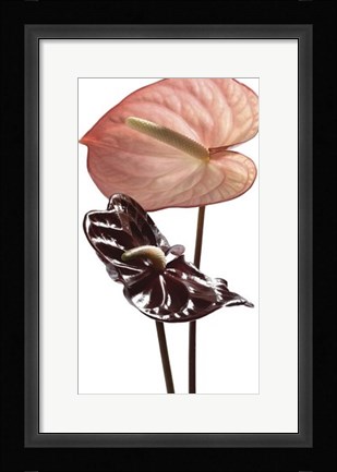 Framed Anthurium Print