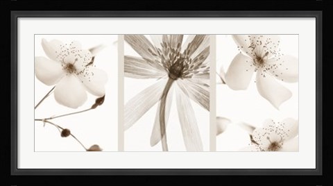 Framed Sepia Floral Print