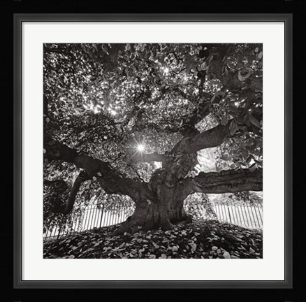 Framed Under Camperdown Elm, Prospect Park Print
