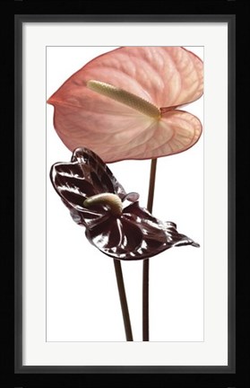 Framed Anthurium Print