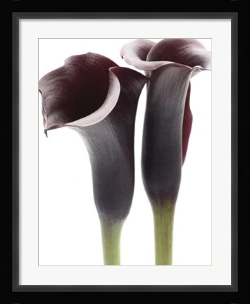 Framed Zantedeschia Print