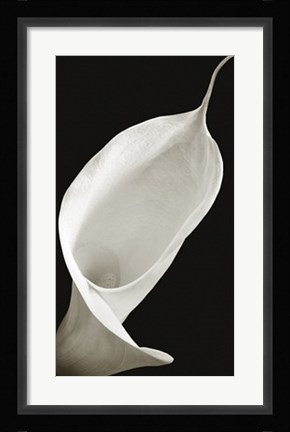 Framed Calla I Print