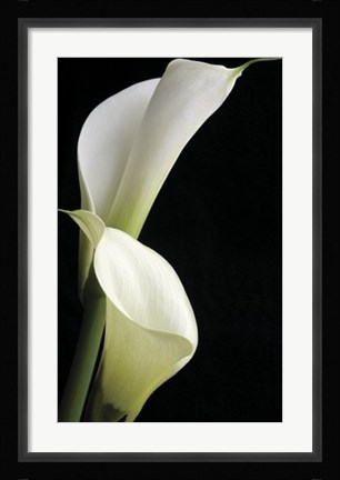 Framed Calla II Print