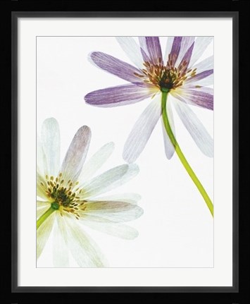 Framed Translucence Print