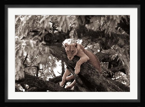 Framed African Heat Print