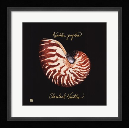 Framed Striking Shells II Print
