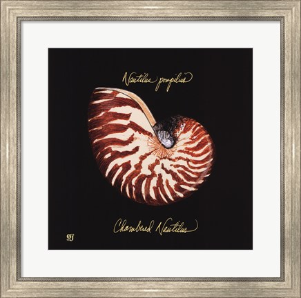 Framed Striking Shells II Print