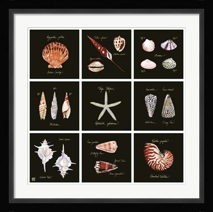 Framed Striking Shells 9-patch Print