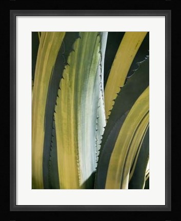 Framed Variegated Agave I Print