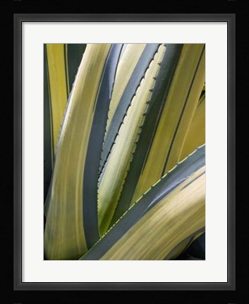 Framed Variegated Agave II Print