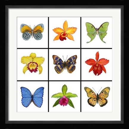 Framed Exotic 9-patch Print