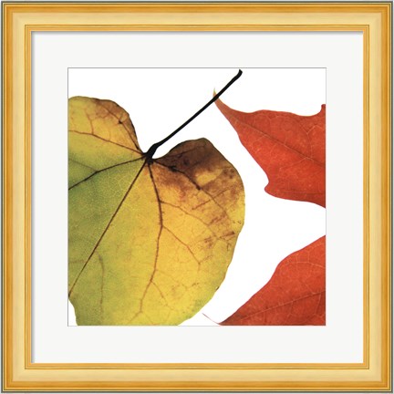Framed Inflorescent Leaves I Print