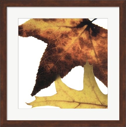 Framed Inflorescent Leaves II Print