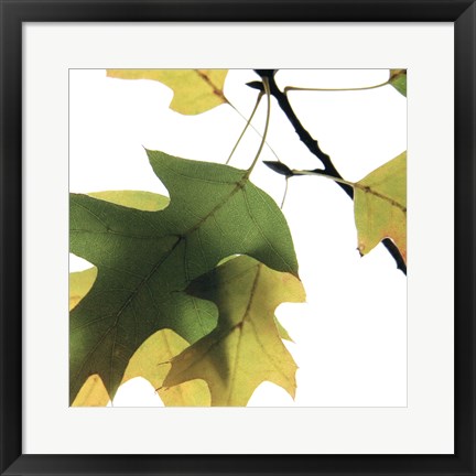 Framed Inflorescent Leaves III Print