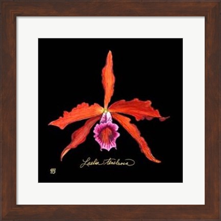 Framed Vivid Orchid II Print