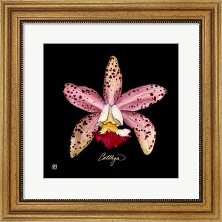 Framed Vivid Orchid III Print