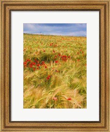 Framed Poppies in Field II Print