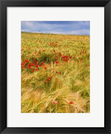 Framed Poppies in Field II Print
