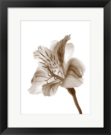 Framed Inflorescence II Print