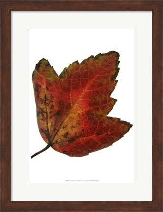 Framed Leaf Inflorescence I Print