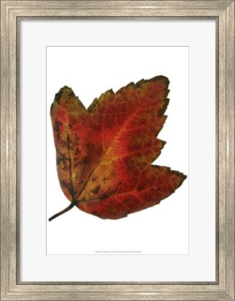 Framed Leaf Inflorescence I Print